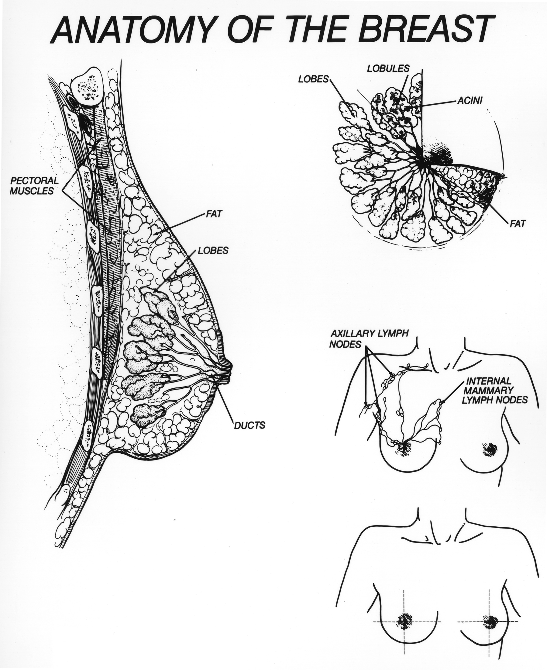 Ilustrație medicală istorică a anatomiei sânului